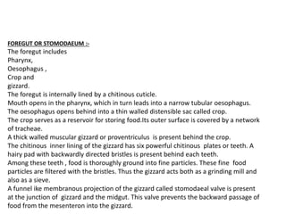 FOREGUT OR STOMODAEUM :-
The foregut includes
Pharynx,
Oesophagus ,
Crop and
gizzard.
The foregut is internally lined by a chitinous cuticle.
Mouth opens in the pharynx, which in turn leads into a narrow tubular oesophagus.
The oesophagus opens behind into a thin walled distensible sac called crop.
The crop serves as a reservoir for storing food.Its outer surface is covered by a network
of tracheae.
A thick walled muscular gizzard or proventriculus is present behind the crop.
The chitinous inner lining of the gizzard has six powerful chitinous plates or teeth. A
hairy pad with backwardly directed bristles is present behind each teeth.
Among these teeth , food is thoroughly ground into fine particles. These fine food
particles are filtered with the bristles. Thus the gizzard acts both as a grinding mill and
also as a sieve.
A funnel ike membranous projection of the gizzard called stomodaeal valve is present
at the junction of gizzard and the midgut. This valve prevents the backward passage of
food from the mesenteron into the gizzard.
 