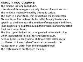 HINDGUT ( PROCTODAEUM ):-
The hindgut isa long coiledtube.
It consists of three regions namely ileum,colon and rectum.
The midgutis internally lined by chitinous cuticle.
The ilium is a short tube, that lies behind the mesenteron.
Six bundles of fine yellowtubules called Malpighian tubules
open in to the ilium near the junction of mesenteron and ilium.
Ilium collects uric acid from Malpighian tubules and undigested
food from mesenteron.
The ilium opens behind into a long coiled tube called colon.
Colon leads behind into a shortand wide rectum.
Rectum bears six longitudinal chitinous folds called rectal
papillae on its inner surface.They are concern with the
reabsorption of water from the undigested food.
The rectum opens out through the anus.
 