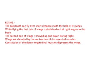 FLYING :-
The cockroach can fly over short distances with the help of its wings.
While flying the first pair of wings is stretched out at right angles to the
body.
The second pair of wings is moved up and down during flight.
Wings are elevated by the contraction of dorsoventral muscles.
Contraction of the dorso-longitudinal muscles depresses the wings.
 