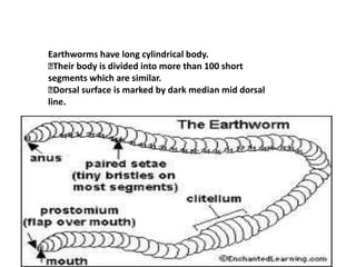 Earthworms have long cylindrical body.
Their body is divided into more than 100 short
segments which are similar.
Dorsal surface is marked by dark median mid dorsal
line.
 