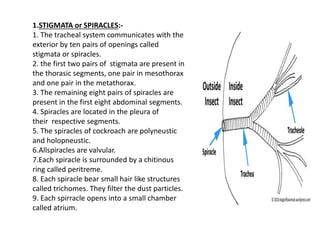 1.STIGMATA or SPIRACLES:-
1. The tracheal system communicates with the
exterior by ten pairs of openings called
stigmata or spiracles.
2. the first two pairs of stigmata are present in
the thorasic segments, one pair in mesothorax
and one pair in the metathorax.
3. The remaining eight pairs of spiracles are
present in the first eight abdominal segments.
4. Spiracles are located in the pleura of
their respective segments.
5. The spiracles of cockroach are polyneustic
and holopneustic.
6.Allspiracles are valvular.
7.Each spiracle is surrounded by a chitinous
ring called peritreme.
8. Each spiracle bear small hair like structures
called trichomes. They filter the dust particles.
9. Each spirracle opens into a small chamber
called atrium.
 