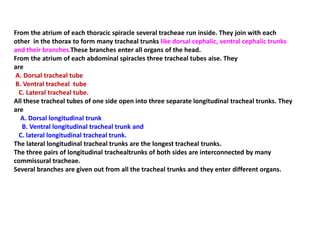 From the atrium of each thoracic spiracle several tracheae run inside. They join with each
other in the thorax to form many tracheal trunks like dorsal cephalic, ventral cephalic trunks
and their branches.These branches enter all organs of the head.
From the atrium of each abdominal spiracles three tracheal tubes aise. They
are
A. Dorsal tracheal tube
B. Ventral tracheal tube
C. Lateral tracheal tube.
All these tracheal tubes of one side open into three separate longitudinal tracheal trunks. They
are
A. Dorsal longitudinal trunk
B. Ventral longitudinal tracheal trunk and
C. lateral longitudinal tracheal trunk.
The lateral longitudinal tracheal trunks are the longest tracheal trunks.
The three pairs of longitudinal trachealtrunks of both sides are interconnected by many
commissural tracheae.
Several branches are given out from all the tracheal trunks and they enter different organs.
 