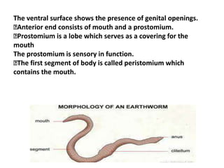 The ventral surface shows the presence of genital openings.
Anterior end consists of mouth and a prostomium.
Prostomium is a lobe which serves as a covering for the
mouth
The prostomium is sensory in function.
The first segment of body is called peristomium which
contains the mouth.
 