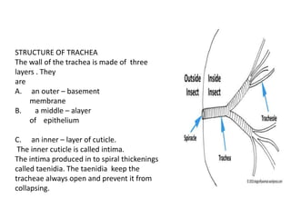 STRUCTURE OF TRACHEA
The wall of the trachea is made of three
layers . They
are
A. an outer – basement
membrane
B. a middle – alayer
of epithelium
C. an inner – layer of cuticle.
The inner cuticle is called intima.
The intima produced in to spiral thickenings
called taenidia. The taenidia keep the
tracheae always open and prevent it from
collapsing.
 