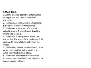 3.TRACHEOLE:-
1. All the tracheal branches entering into
an organ end in a special cell called
tracheole.
2. The terminal cell has many intracellular
tubular branches called tracheoles.
3. Tracheoles are formed of a protein
called trachien. Tracheoles are devoid of
intima and taenidia.
4. Tracheolar fluid is present inside the
tracheoles. The level of the tracheolar fluid
varies with the metabolic activity of the
insect.
5. The level of the tracheaolar fluid is more
when the insect is inactive and it is less
when the insect is more active.
6. Tracheoles penetrate thecell and are
intimately associated with mitochondria to
supply oxygen to them.
 