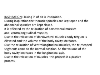 INSPIRATION:-Taking in of air is inspiration.
During inspiration the thoracic spiracles are kept open and the
abdominal spiracles are kept closed.
It is affected by the relaxation of dorsovenral muscles
and ventrolongitudinal muscles.
Due to the relaxation of dorsoventral muscles body tergum is
elevated and the volume of the body cavity increases.
Due the relaxation of ventrolongitudinal muscles, the telescoped
segments come to the normal position. So the volume of the
body cavity increases in the longitudinal axis.
Due to the relaxation of muscles this process is a passive
process.
 