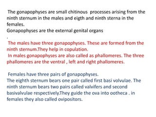 The gonapophyses are small chitinous processes arising from the
ninth sternum in the males and eigth and ninth sterna in the
females.
Gonapophyses are the external genital organs
.
The males have three gonapophyses. These are formed from the
ninth sternum.They help in copulation.
In males gonapophyses are also called as phallomeres. The three
phallomeres are the ventral , left and right phallomeres.
Females have three pairs of gonapophyses.
The eighth sternum bears one pair called first basi volvulae. The
ninth sternum bears two pairs called valvifers and second
basivalvulae respectively.They guide the ova into ootheca . in
females they also called ovipositors.
 