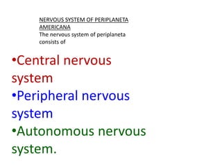 NERVOUS SYSTEM OF PERIPLANETA
AMERICANA
The nervous system of periplaneta
consists of
•Central nervous
system
•Peripheral nervous
system
•Autonomous nervous
system.
 