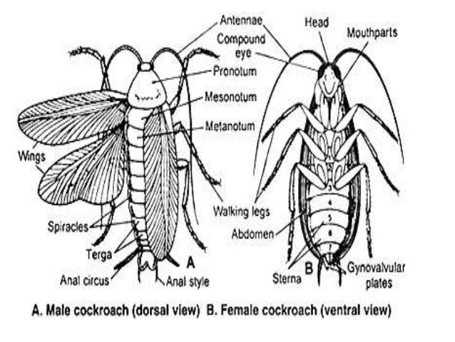 Image result for diagram of dorsal view of cockroach