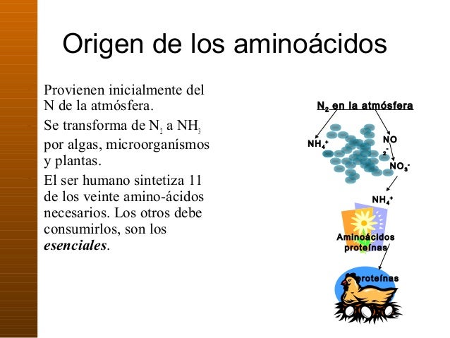 7. metabolismo de proteinas y aminoacidos