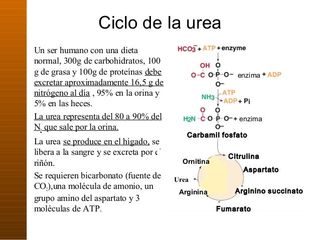 recetas metabolismo acelerado hombre