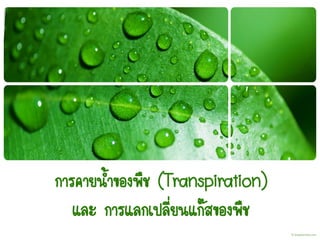 การคายน้าของพืช (Transpiration)
และ การแลกเปลี่ยนแก๊สของพืช
 