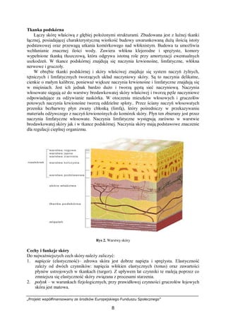 „Projekt współfinansowany ze środków Europejskiego Funduszu Społecznego”
8
Tkanka podskórna
Łączy skórę właściwą z głębiej położonymi strukturami. Zbudowana jest z luźnej tkanki
łącznej, posiadającej charakterystyczną wiotkość budowy uwarunkowaną dużą ilością istoty
podstawowej oraz przewagą utkania komórkowego nad włóknistym. Budowa ta umożliwia
wchłanianie znacznej ilości wody. Zawiera włókna klejorodne i sprężyste, komory
wypełnione tkanką tłuszczową, która odgrywa istotną role przy amortyzacji ewentualnych
uszkodzeń. W tkance podskórnej znajdują się naczynia krwionośne, limfatyczne, włókna
nerwowe i gruczoły.
W obrębie tkanki podskórnej i skóry właściwej znajduje się system naczyń żylnych,
tętniczych i limfatycznych tworzących układ naczyniowy skóry. Są to naczynia delikatne,
cienkie o małym kalibrze, ponieważ większe naczynia krwionośne i limfatyczne znajdują się
w mięśniach. Jest ich jednak bardzo dużo i tworzą gęstą sieć naczyniową. Naczynia
włosowate sięgają aż do warstwy brodawkowatej skóry właściwej i tworzą pętle naczyniowe
odpowiadające za odżywianie naskórka. W otoczeniu mieszków włosowych i gruczołów
potowych naczynia krwionośne tworzą oddzielne sploty.. Przez ściany naczyń włosowatych
przenika bezbarwny płyn zwany chłonką (limfą), który pośredniczy w przekazywaniu
materiału odżywczego z naczyń krwionośnych do komórek skóry. Płyn ten zbierany jest przez
naczynia limfatyczne włosowate. Naczynia limfatyczne występują zarówno w warstwie
brodawkowatej skóry jak i w tkance podskórnej. Naczynia skóry mają podstawowe znaczenie
dla regulacji cieplnej organizmu.
Rys 2. Warstwy skóry
Cechy i funkcje skóry
Do najważniejszych cech skóry należy zaliczyć:
1. napięcie (elastyczność)– zdrowa skóra jest dobrze napięta i sprężysta. Elastyczność
zależy od dwóch czynników: napięcia włókien elastycznych (tonus) oraz zawartości
płynów ustrojowych w tkankach (turgor). Z upływem lat czynniki te maleją poprzez co
zmniejsza się elastyczność skóry związana z procesami starzenia.
2. połysk – w warunkach fizjologicznych, przy prawidłowej czynności gruczołów łojowych
skóra jest matowa.
 