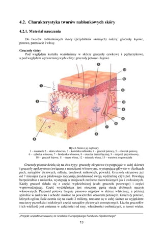 „Projekt współfinansowany ze środków Europejskiego Funduszu Społecznego”
13
4.2. Charakterystyka tworów nabłonkowych skóry
4.2.1. Materiał nauczania
Do tworów nabłonkowych skóry (przydatków skórnych) należą: gruczoły łojowe,
potowe, paznokcie i włosy.
Gruczoły skóry
Pod względem kształtu wyróżniamy w skórze gruczoły cewkowe i pęcherzykowe,
a pod względem wytwarzanej wydzieliny: gruczoły potowe i łojowe.
Rys 3. Skóra i jej wytwory
1 – naskórek 2 – skóra właściwa, 3 – komórka nabłonka, 4 – gruczoł potowy, 5 – otworek potowy,
6 – cebulka włosowa, 7 – brodawka włosowa, 8 – otoczka tkanki łącznej, 9 – mięsień przywłosowy,
10 – gruczoł łojowy, 11 – trzon włosa, 12 – mieszek włosa, 13 – warstwa zrogowaciała
Gruczoły potowe dzielą się na dwa typy: gruczoły ekrynowe (występujące w całej skórze)
i gruczoły apokrynowe (związane z mieszkami włosowymi, występujące głównie w okolicach
pach, narządów płciowych, odbytu, brodawek sutkowych, powiek). Gruczoły ekrynowe już
od 7 miesiąca życia płodowego zaczynają produkować swoją wydzielinę czyli pot. Powstają
bezpośrednio z naskórka, występują w miejscach zarówno nieowłosionych jak i owłosionych.
Każdy gruczoł składa się z części wydzielniczej (ciało gruczołu potowego) i części
wyprowadzającej. Część wydzielnicza jest otoczona gęstą siecią drobnych naczyń
włosowatych. Przewód potowy biegnie pionowo najpierw w skórze właściwej, a później
spiralnie w naskórku i uchodzi skośnie na powierzchni otworem potowym. Gruczoły potowe,
których ogólną ilość ocenia się na około 2 miliony, rozsiane są w całej skórze za wyjątkiem:
macierzy paznokcia i niektórych części narządów płciowych zewnętrznych. Liczba gruczołów
i ich wielkość jest zmienna w zależności od rasy, właściwości osobniczych, a nawet wieku.
 