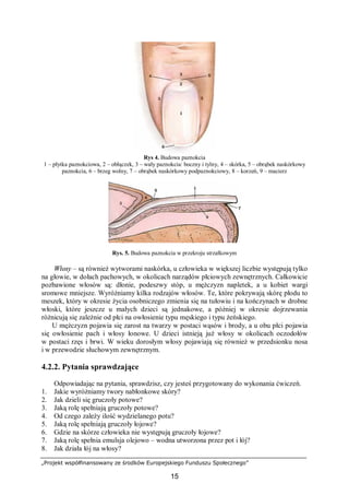 „Projekt współfinansowany ze środków Europejskiego Funduszu Społecznego”
15
Rys 4. Budowa paznokcia
1 – płytka paznokciowa, 2 – obłączek, 3 – wały paznokcia: boczny i tylny, 4 – skórka, 5 – obrąbek naskórkowy
paznokcia, 6 – brzeg wolny, 7 – obrąbek naskórkowy podpaznokciowy, 8 – korzeń, 9 – macierz
Rys. 5. Budowa paznokcia w przekroju strzałkowym
Włosy – są również wytworami naskórka, u człowieka w większej liczbie występują tylko
na głowie, w dołach pachowych, w okolicach narządów płciowych zewnętrznych. Całkowicie
pozbawione włosów są: dłonie, podeszwy stóp, u mężczyzn napletek, a u kobiet wargi
sromowe mniejsze. Wyróżniamy kilka rodzajów włosów. Te, które pokrywają skórę płodu to
meszek, który w okresie życia osobniczego zmienia się na tułowiu i na kończynach w drobne
włoski, które jeszcze u małych dzieci są jednakowe, a później w okresie dojrzewania
różnicują się zależnie od płci na owłosienie typu męskiego i typu żeńskiego.
U mężczyzn pojawia się zarost na twarzy w postaci wąsów i brody, a u obu płci pojawia
się owłosienie pach i włosy łonowe. U dzieci istnieją już włosy w okolicach oczodołów
w postaci rzęs i brwi. W wieku dorosłym włosy pojawiają się również w przedsionku nosa
i w przewodzie słuchowym zewnętrznym.
4.2.2. Pytania sprawdzające
Odpowiadając na pytania, sprawdzisz, czy jesteś przygotowany do wykonania ćwiczeń.
1. Jakie wyróżniamy twory nabłonkowe skóry?
2. Jak dzieli się gruczoły potowe?
3. Jaką rolę spełniają gruczoły potowe?
4. Od czego zależy ilość wydzielanego potu?
5. Jaką rolę spełniają gruczoły łojowe?
6. Gdzie na skórze człowieka nie występują gruczoły łojowe?
7. Jaką rolę spełnia emulsja olejowo – wodna utworzona przez pot i łój?
8. Jak działa łój na włosy?
 