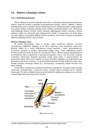 „Projekt współfinansowany ze środków Europejskiego Funduszu Społecznego”
18
4.3. Budowa i fizjologia włosów
4.3.1. Materiał nauczania
Włosy należące do tworów nabłonkowych skóry u człowieka spełniają dwie podstawowe
funkcje: stanowią czynnik o działaniu psychologicznym (piękne, zdrowe, zadbane, o dobrze
dobranej kolorystyce i kształcie fryzury podnoszą poczucie własnej pewności i atrakcyjności)
oraz pełnią funkcję ochronną (chronią przed zimnem, promieniowaniem UV). Owłosienie
ciała ludzkiego stanowi również rodzaj receptora odbierającego bodźce zmysłowe. Dzisiaj
ogromny wpływ na owłosienie, jego intensywność, kształt i występowanie ma moda, która
nie tylko wpływa na pożądaną długość włosów na głowie, ale również wymusza na przykład
całkowitą depilację włosów nóg czy brody.
Budowa i fizjologia włosa
W trakcie powstawania włosa w skórze, strefa zarodkowa naskórka wytwarza
woreczkowate wgłębienie sięgające aż do skóry właściwej zwane mieszkiem włosowym.
Mieszek składa się z części nabłonkowej zwanej macierzą i części łącznotkankowej.
Z macierzy powstaje w wyniku rogowacenia łodyga włosa. Część nabłonkowa tworzy
również pochewkę, która dochodzi do powierzchni skóry. Główną częścią łącznotkankową
jest brodawka włosa, zaopatrzona w naczynia krwionośne i nerwy. Jest ona ściśle związana
z macierzą. Zniszczenie brodawki powoduje trwałą utratę włosa, w przeciwieństwie do
zniszczenia łodygi, która może odrastać na nowo. Komórki znajdujące się bezpośrednio nad
brodawką noszą nazwę macierzy. Tu przez podział komórek powstaje tkanka tworząca włos.
Ścianka mieszka włosowego składa się z wewnętrznej i zewnętrznej osłonki korzenia oraz
błony szklistej.
Z mieszkiem związany jest mięsień przywłosowy (mieszkowy). W górnej części mieszka
włosowego umiejscowione są gruczoły łojowe, których ujścia otwierają się do mieszka
włosowego. W części nabłonkowej tuż powyżej brodawki znajdują się melanocyty, a od ilości
wytwarzanego barwnika zależy kolor włosów.
Rys.6. Budowa włosa
 