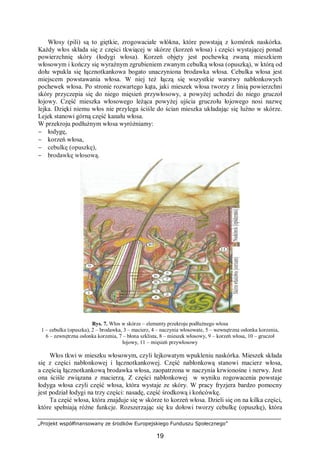„Projekt współfinansowany ze środków Europejskiego Funduszu Społecznego”
19
Włosy (pili) są to giętkie, zrogowaciałe włókna, które powstają z komórek naskórka.
Każdy włos składa się z części tkwiącej w skórze (korzeń włosa) i części wystającej ponad
powierzchnię skóry (łodygi włosa). Korzeń objęty jest pochewką zwaną mieszkiem
włosowym i kończy się wyraźnym zgrubieniem zwanym cebulką włosa (opuszką), w którą od
dołu wpukla się łącznotkankowa bogato unaczyniona brodawka włosa. Cebulka włosa jest
miejscem powstawania włosa. W niej też łączą się wszystkie warstwy nabłonkowych
pochewek włosa. Po stronie rozwartego kąta, jaki mieszek włosa tworzy z linią powierzchni
skóry przyczepia się do niego mięsień przywłosowy, a powyżej uchodzi do niego gruczoł
łojowy. Część mieszka włosowego leżąca powyżej ujścia gruczołu łojowego nosi nazwę
lejka. Dzięki niemu włos nie przylega ściśle do ścian mieszka układając się luźno w skórze.
Lejek stanowi górną część kanału włosa.
W przekroju podłużnym włosa wyróżniamy:
− łodygę,
− korzeń włosa,
− cebulkę (opuszkę),
− brodawkę włosową.
Rys. 7. Włos w skórze – elementy przekroju podłużnego włosa
1 – cebulka (opuszka), 2 – brodawka, 3 – macierz, 4 – naczynia włosowate, 5 – wewnętrzna osłonka korzenia,
6 – zewnętrzna osłonka korzenia, 7 – błona szklista, 8 – mieszek włosowy, 9 – korzeń włosa, 10 – gruczoł
łojowy, 11 – mięsień przywłosowy
Włos tkwi w mieszku włosowym, czyli lejkowatym wpukleniu naskórka. Mieszek składa
się z części nabłonkowej i łącznotkankowej. Część nabłonkową stanowi macierz włosa,
a częścią łącznotkankową brodawka włosa, zaopatrzona w naczynia krwionośne i nerwy. Jest
ona ściśle związana z macierzą. Z części nabłonkowej w wyniku rogowacenia powstaje
łodyga włosa czyli część włosa, która wystaje ze skóry. W pracy fryzjera bardzo pomocny
jest podział łodygi na trzy części: nasadę, część środkową i końcówkę.
Ta część włosa, która znajduje się w skórze to korzeń włosa. Dzieli się on na kilka części,
które spełniają różne funkcje. Rozszerzając się ku dołowi tworzy cebulkę (opuszkę), która
 