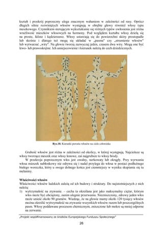 „Projekt współfinansowany ze środków Europejskiego Funduszu Społecznego”
26
kształt i przekrój poprzeczny ulega znacznym wahaniom w zależności od rasy. Oprócz
długich silnie rozwiniętych włosów występują w obrębie głowy również włosy typu
meszkowego. Czynnikiem sterującym wykształcanie się różnych typów owłosienia jest różna
wrażliwość mieszków włosowych na hormony. Pod względem kształtu włosy dzielą się
na proste, faliste i kędzierzawe. Włosy ustawiają się do powierzchni skóry prostopadle
lub skośnie i dlatego też mogą się układać w „pasma" czy „strumienie włosów"
lub wytwarzać „wiry". Na głowie tworzą zazwyczaj jeden, czasem dwa wiry. Mogą one być
lewo- lub prawoskrętne. Ich umiejscowienie i kierunek należą do cech dziedzicznych.
Rys.10. Kierunki porostu włosów na ciele człowieka
Grubość włosów jest różna w zależności od okolicy, w której występują. Najcieńsze są
włosy tworzące meszek oraz włosy łonowe, zaś najgrubsze to włosy brody.
W przekroju poprzecznym włos jest owalny, nerkowaty lub okrągły. Przy wyrwaniu
włosa mieszek nabłonkowy nie odrywa się i nadal przylega do włosa w postaci podłużnego
białego woreczka, który u swego dolnego końca jest ciemniejszy w wyniku skupiania się tu
melaniny.
Właściwości włosów
Właściwości włosów ludzkich zależą od ich budowy i struktury. Do najistotniejszych z nich
należą:
1) wytrzymałość na zrywanie. – cecha ta określana jest jako maksymalny ciężar, którym
włos może być obciążony, zanim ulegnie przerwaniu. Niezniszczony, zdrowy jeden włos
może unieść około 90 gramów. Wiedząc, że na głowie mamy około 120 tysięcy włosów
można określić wytrzymałość na zrywanie wszystkich włosów razem lub poszczególnych
pasm. Włosy poddawane procesom chemicznym, zniszczone lub mokre są mniej odporne
na zerwanie.
 