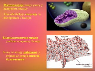 Митохондрије имају улогу у
ћелијском дисању
Оне обезбеђује енергију за
све процесе у ћелији.
Ендоплазматична мрежа
увећава површину ћелије
За њу се везују рибозоми у
којима се одвија синтеза
беланчевина
 