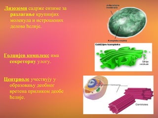 Лизозоми садрже ензиме за
разлагање крупнијих
молекула и истрошених
делова ћелије.
Голџијев комплекс има
секреторну улогу.
Центриоле учествују у
образовању деобног
вретена приликом деобе
ћелије.
 