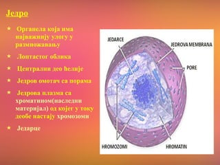 Једро
Органела која има
најважнију улогу у
размножавању
Лоптастог облика
Централни део ћелије
Једров омотач са порама
Једрова плазма са
хроматином(наследни
материјал) од којег у току
деобе настају хромозоми
Једарце
 