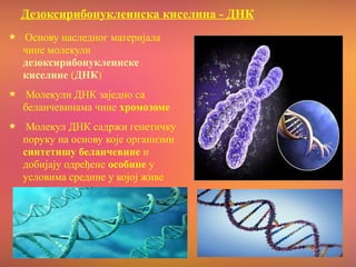 Дезоксирибонуклеинска киселина - ДНК
Основу наследног материјала
чине молекули
дезоксирибонуклеинске
киселине (ДНК)
Молекули ДНК заједно са
беланчевинама чине хромозоме
Молекул ДНК садржи генетичку
поруку на основу које организми
синтетишу беланчевине и
добијају одређене особине у
условима средине у којој живе
 