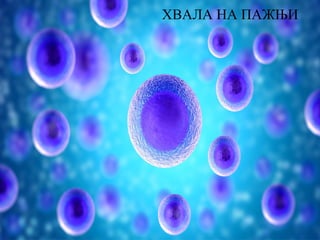 ХВАЛА НА ПАЖЊИ
 