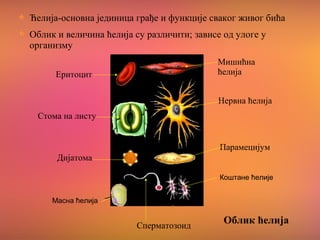 Ћелија-основна јединица грађе и функције сваког живог бића
Облик и величина ћелија су различити; зависе од улоге у
организму
Мишићна
ћелија
Нервна ћелија
Парамецијум
Коштане ћелије
Сперматозоид
│
Масна ћелија
│
Дијатома
Стома на листу
Еритоцит
Облик ћелија
 