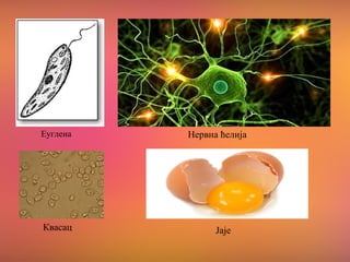 │
Еуглена Нервна ћелија
Квасац Јаје
 