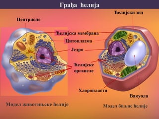 Грађа ћелија
Ћелијска мембрана
Цитоплазма
Једро
Ћелијске
органеле
Модел животињске ћелије Модел биљне ћелије
Хлоропласти
Вакуола
Ћелијски зид
Центриоле
 