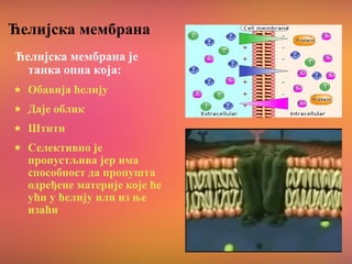 Ћелијска мембрана
Ћелијска мембрана је
танка опна која:
Обавија ћелију
Даје облик
Штити
Селективно је
пропустљива јер има
способност да пропушта
одређене материје које ће
ући у ћелију или из ње
изаћи
 