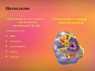 Цитоплазма
Цитоплазма је густа течност
која испуњава
унутрашњост ћелије.
Сачињена је од:
воде
минерала
беланчевина
масти
шећера
У цитоплазми се одвијају
животни процеси
 