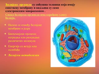 Ћелијске органеле су сићушна телашца која имају
сопствену мембрану и видљива су само
електронским микроскопом .
Свака ћелијска органела има одређену улогу
ћелији.
Налазе се између ћелијске
мембране и једра
Биохемијски процеси;
изградња или разградња
различитих мoлекула
Енергија се везује или
ослобађа
Ћелијски метаболизам
 