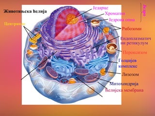 Животињска ћелија
Центриоле
Једрова опна
Једарце
Хроматин
Једро
Рибозоми
Пероксизом
Ендоплазматич
ни ретикулум
Голџијев
комплекс
Лизозом
Митохондрија
Ћелијска мембрана
 