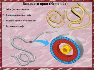 Ваљкасти црви (Nematoda)
 Обло (ваљкасто) тело
 Билатерална симетрија
 Телесна дупља- псеудоцелом
 Без сегментације
 