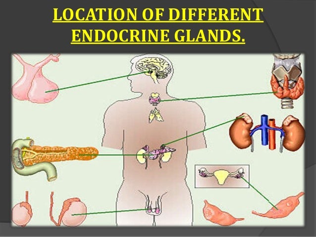 study of endocrine glands and hormones study of endocrine glands and hormones