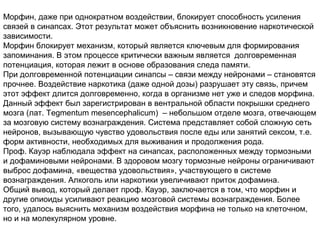 Морфин, даже при однократном воздействии, блокирует способность усиления
связей в синапсах. Этот результат может объяснить возникновение наркотической
зависимости.
Морфин блокирует механизм, который является ключевым для формирования
запоминания. В этом процессе критически важным является долговременная
потенциация, которая лежит в основе образования следа памяти.
При долговременной потенциации синапсы – связи между нейронами – становятся
прочнее. Воздействие наркотика (даже одной дозы) разрушает эту связь, причем
этот эффект длится долговременно, когда в организме нет уже и следов морфина.
Данный эффект был зарегистрирован в вентральной области покрышки среднего
мозга (лат. Tegmentum mesencephalicum) – небольшом отделе мозга, отвечающем
за мозговую систему вознаграждения. Система представляет собой сложную сеть
нейронов, вызывающую чувство удовольствия после еды или занятий сексом, т.е.
форм активности, необходимых для выживания и продолжения рода.
Проф. Кауэр наблюдала эффект на синапсах, расположенных между тормозными
и дофаминовыми нейронами. В здоровом мозгу тормозные нейроны ограничивают
выброс дофамина, «вещества удовольствия», участвующего в системе
вознаграждения. Алкоголь или наркотики увеличивают приток дофамина.
Общий вывод, который делает проф. Кауэр, заключается в том, что морфин и
другие опиоиды усиливают реакцию мозговой системы вознаграждения. Более
того, удалось выяснить механизм воздействия морфина не только на клеточном,
но и на молекулярном уровне.
 