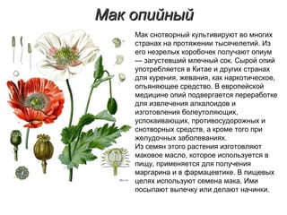 Мак опийныйМак опийный
Мак снотворный культивируют во многих
странах на протяжении тысячелетий. Из
его незрелых коробочек получают опиум
— загустевший млечный сок. Сырой опий
употребляется в Китае и других странах
для курения, жевания, как наркотическое,
опъяняющее средство. В европейской
медицине опий подвергается переработке
для извлечения алкалоидов и
изготовления болеутоляющих,
успокаивающих, противосудорожных и
снотворных средств, а кроме того при
желудочных заболеваниях.
Из семян этого растения изготовляют
маковое масло, которое используется в
пищу, применяется для получения
маргарина и в фармацевтике. В пищевых
целях используют семена мака. Ими
посыпают выпечку или делают начинки.
 