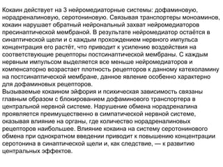 Кокаин действует на 3 нейромедиаторные системы: дофаминовую,
норадреналиновую, серотониновую. Связывая транспортеры моноаминов,
кокаин нарушает обратный нейрональный захват нейромедиаторов
пресинаптической мембраной. В результате нейромедиатор остаётся в
синаптической щели и с каждым прохождением нервного импульса
концентрация его растёт, что приводит к усилению воздействия на
соответствующие рецепторы постсинаптической мембраны. С каждым
нервным импульсом выделяется все меньше нейромедиаторов и
компенсаторно возрастает плотность рецепторов к данному катехоламину
на постсинаптической мембране, данное явление особенно характерно
для дофаминовых рецепторов.
Вызываемые кокаином эйфория и психическая зависимость связаны
главным образом с блокированием дофаминового транспортера в
центральной нервной системе. Нарушение обмена норадреналина
проявляется преимущественно в симпатической нервной системе,
оказывая влияние на органы, где количество норадреналиновых
рецепторов наибольшее. Влияние кокаина на систему серотонинового
обмена при однократном введении приводит к повышению концентрации
серотонина в синаптической щели и, как следствие, — к развитию
центральных эффектов.
 