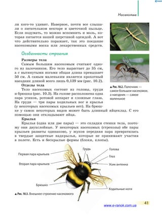 насекомые
41
ли кого-то удивят. Наверное, почти все слыша-
ли о питательном нектаре и цветочной пыльце.
Если подумать, то можно вспомнить и моль, ко-
торая питается нашей шерстяной одеждой. А вот
что действительно поражает, так это поедание
насекомыми воска или лекарственных средств.
особенности строения
Размеры тела
Самым большим насекомым считают одно-
го из палочников. Его тело вырастает до 35 см,
а с вытянутыми ногами общая длина превышает
50 см. А самым маленьким является крохотный
наездник длиной всего лишь 0,139 мм (рис. 10.2).
Отделы тела
Тело насекомых состоит из головы, груди
и брюшка (рис. 10.3). На голове расположена одна
пара усиков, ротовой аппарат и сложные глаза.
На груди — три пары ходильных ног и крылья
(у некоторых насекомых крыльев нет). На брюш-
ке у самок некоторых видов может быть длинный яйцеклад. С его
помощью они откладывают яйца.
Крылья
Крылья (одна или две пары) — это складки стенки тела, поэто-
му они двухслойные. У некоторых насекомых (стрекозы) обе пары
крыльев развиты одинаково, у жуков передняя пара превратилась
в твердые защитные надкрылья, которые не принимают участия
в полете. Есть и бескрылые формы (блохи, клопы).
Глаз
Рис.10.2. Палочник —
самое большое насекомое,
а наездник — самое
маленькое
Рис. 10.3. Внешнее строение насекомого
Голова
Брюшко
Грудь
Ходильные ноги
Усик-антенна
Первая пара крыльев
Вторая пара крыльев
www.e-ranok.com.ua
 