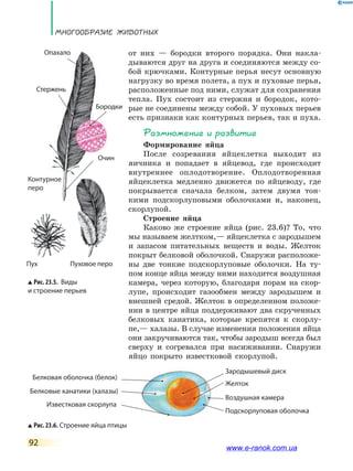 Многообразие ЖиВоТных
92
от них — бородки второго порядка. Они накла-
дываются друг на друга и соединяются между со-
бой крючками. Контурные перья несут основную
нагрузку во время полета, а пух и пуховые перья,
расположенные под ними, служат для сохранения
тепла. Пух состоит из стержня и бородок, кото-
рые не соединены между собой. У пуховых перьев
есть признаки как контурных перьев, так и пуха.
размножение и развитие
Формирование яйца
После созревания яйцеклетка выходит из
яичника и попадает в яйцевод, где происходит
внутреннее оплодотворение. Оплодотворенная
яйцеклетка медленно движется по яйцеводу, где
покрывается сначала белком, затем двумя тон-
кими подскорлуповыми оболочками и, наконец,
скорлупой.
Строение яйца
Каково же строение яйца (рис. 23.6)? То, что
мы называем желтком,— яйцеклетка с зародышем
и запасом питательных веществ и воды. Желток
покрыт белковой оболочкой. Снаружи расположе-
ны две тонкие подскорлуповые оболочки. На ту-
пом конце яйца между ними находится воздушная
камера, через которую, благодаря порам на скор-
лупе, происходит газообмен между зародышем и
внешней средой. Желток в определенном положе-
нии в центре яйца поддерживают два скрученных
белковых канатика, которые крепятся к скорлу-
пе,— халазы. В случае изменения положения яйца
они закручиваются так, чтобы зародыш всегда был
сверху и согревался при насиживании. Снаружи
яйцо покрыто известковой скорлупой.
Рис. 23.6. Строение яйца птицы
Известковая скорлупа
Подскорлуповая оболочка
Белковые канатики (халазы)
Желток
Зародышевый диск
Белковая оболочка (белок)
Воздушная камера
Рис. 23.5. Виды
и строение перьев
Опахало
Стержень
Бородки
Очин
Контурное
перо
Пух Пуховое перо
www.e-ranok.com.ua
 