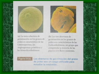 magnoliophyta | PDF