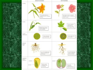 magnoliophyta | PDF