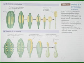 magnoliophyta | PDF