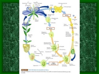 magnoliophyta | PDF