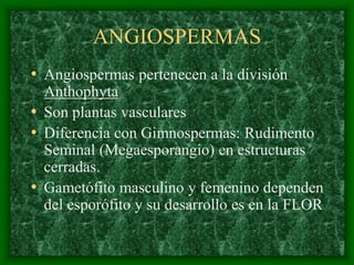 magnoliophyta | PDF