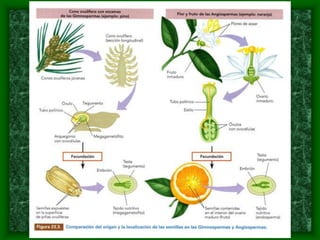magnoliophyta | PDF