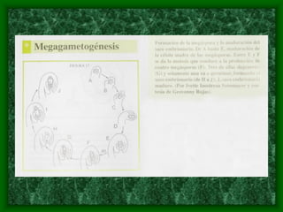 magnoliophyta | PDF