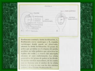 magnoliophyta | PDF