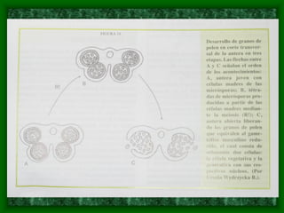 magnoliophyta | PDF